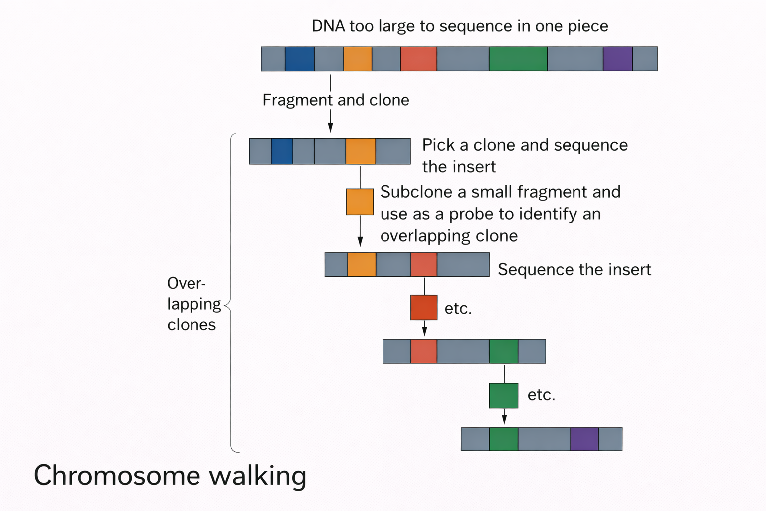 Chromosome Walking