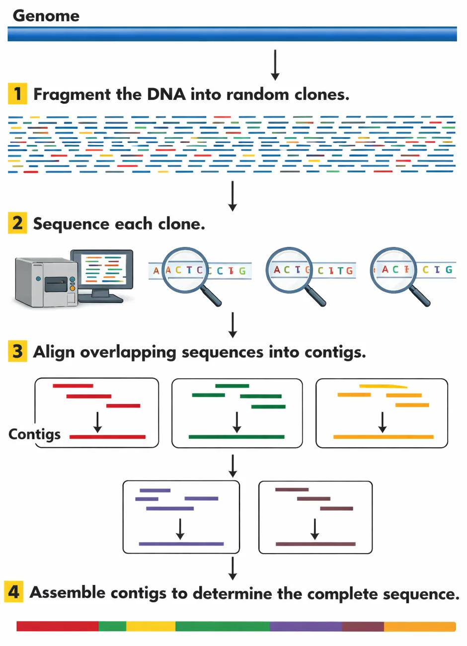 Whole Shotgun Sequencing