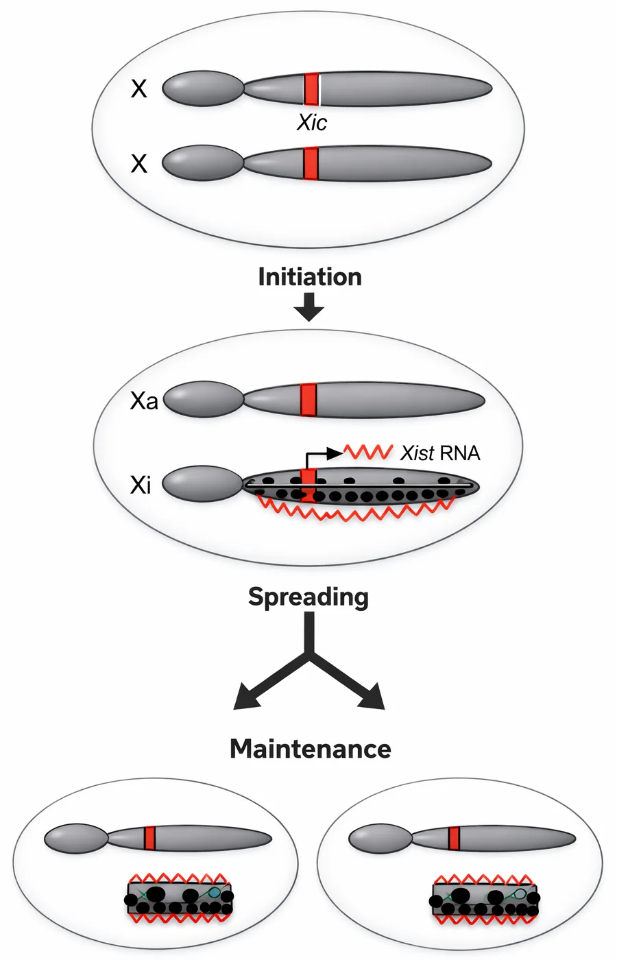 X inactivation