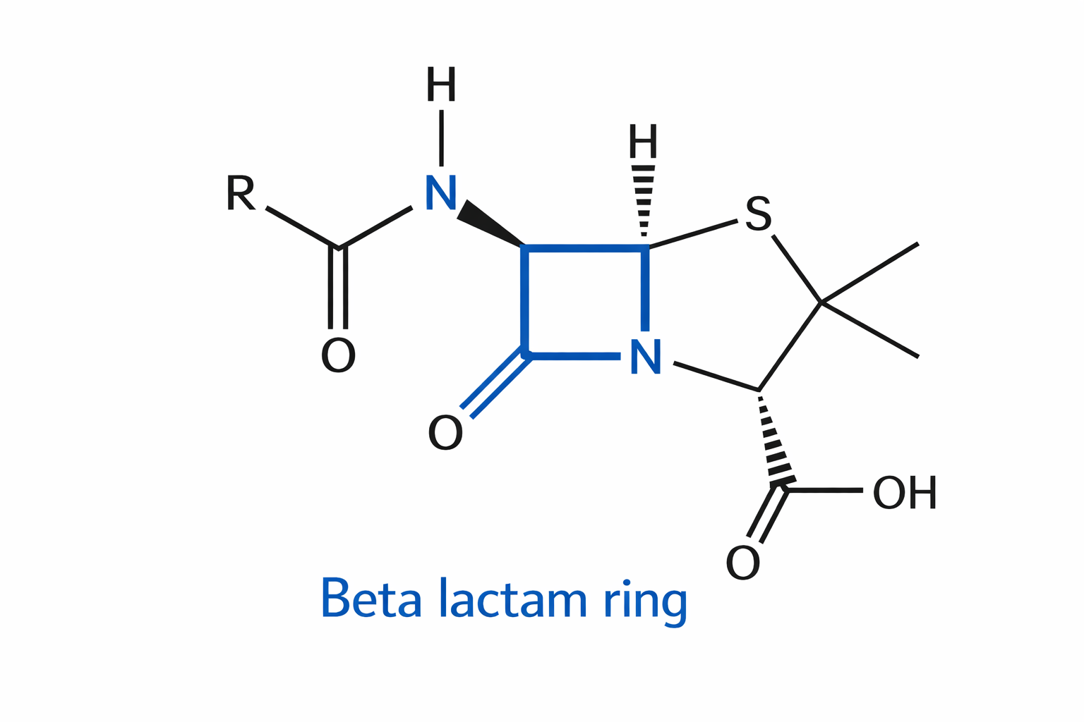 טבעת β-lactam