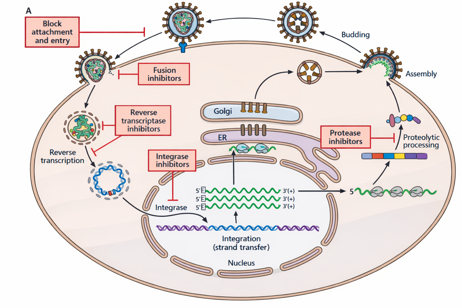 HIV life cycle + drug targets