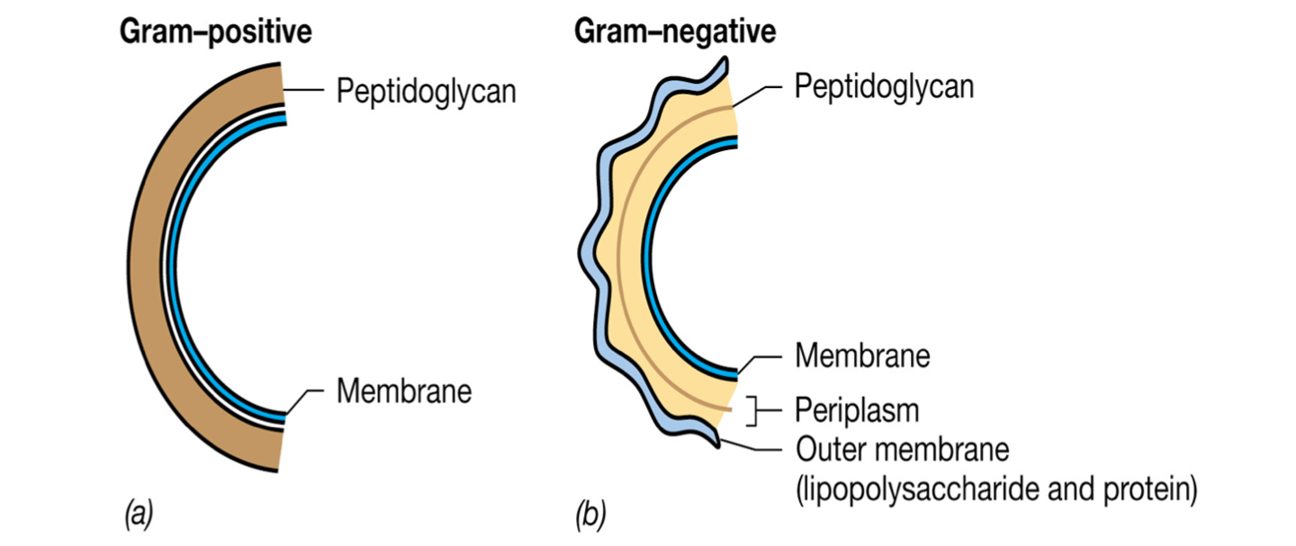 Gram positive and Gram negative