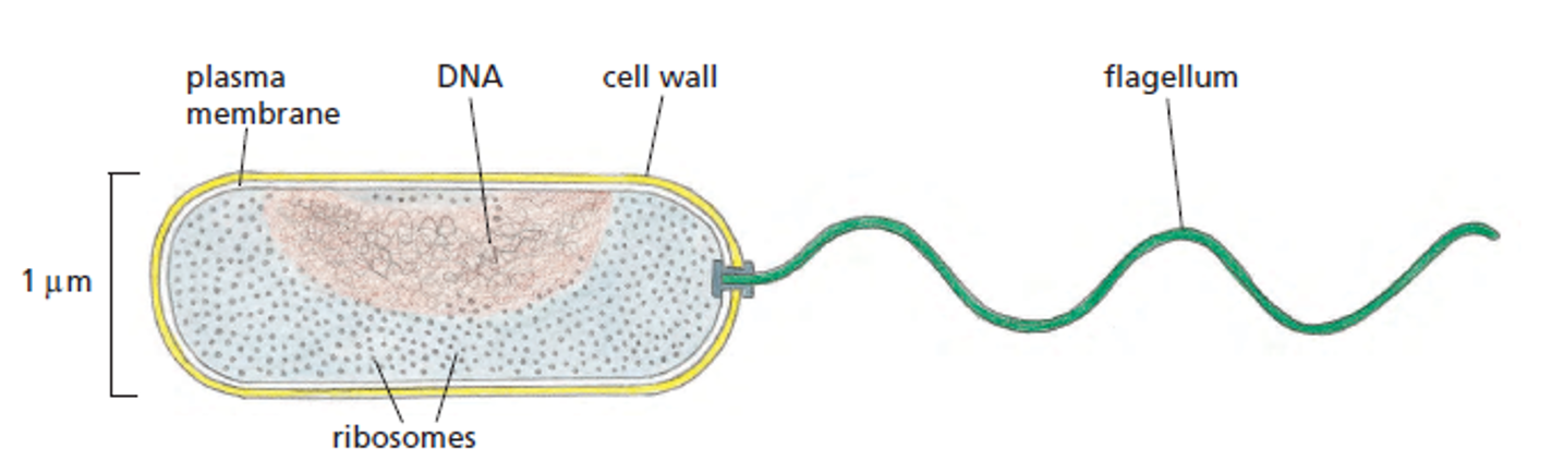 flagellum