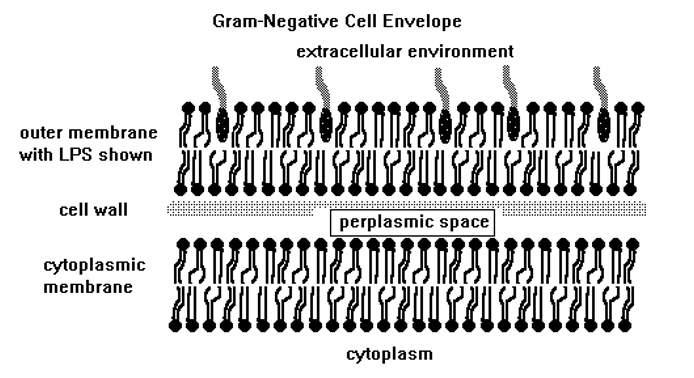Gram negative cell envelope