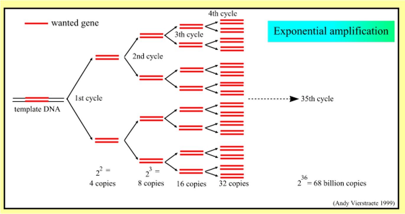 The newly synthesized DNA chains will serve as templates in the next cycle. After each cycle, the number of DNA molecules is doubled.