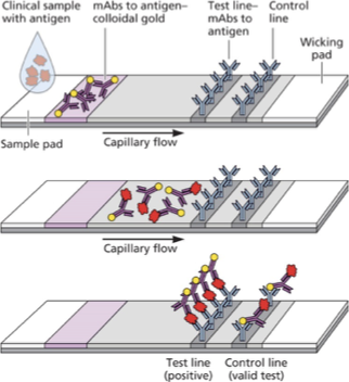 Principles of Virology - ASM press