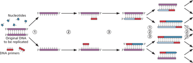 Polymerase chain reaction (PCR)