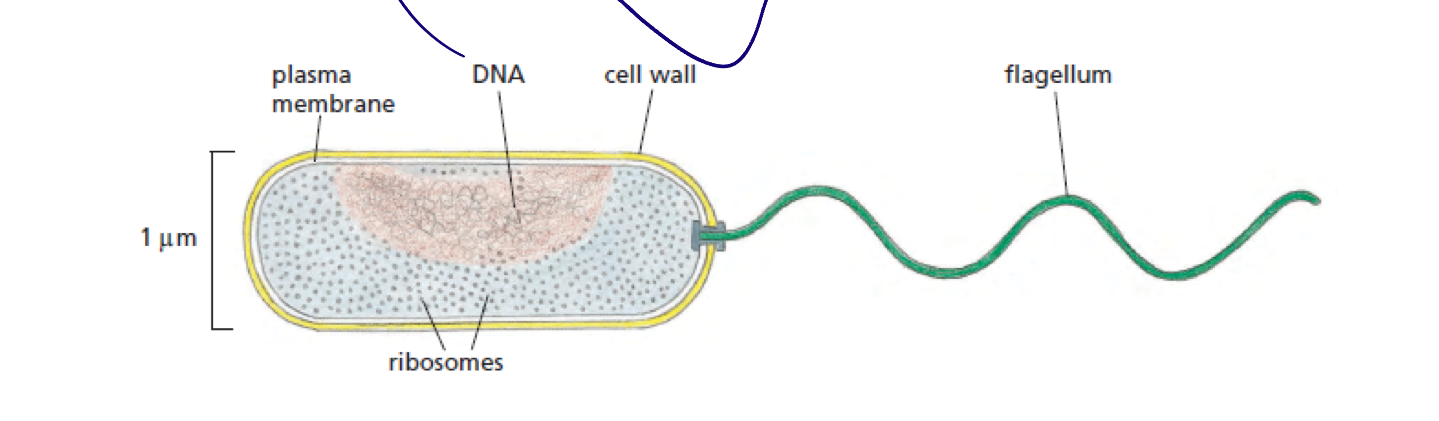 מבנה התא החיידקי