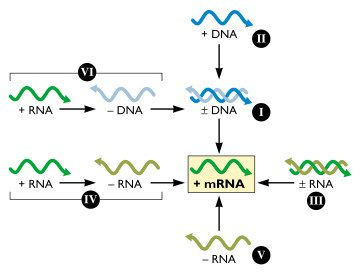 Simplifying virus classification: The Baltimore system