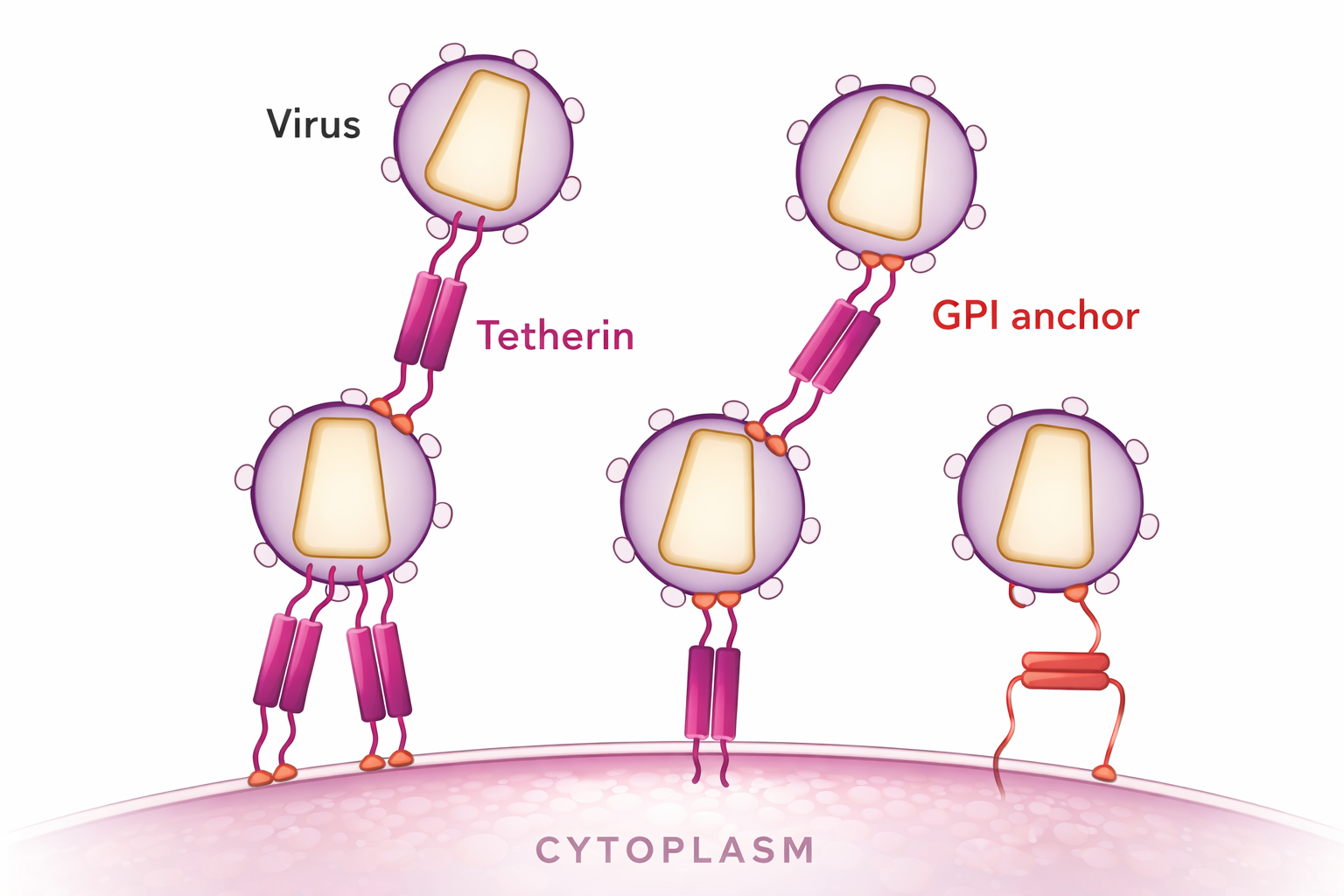 פעולת ה-Tetherin בלכידת נגיפים על הממברנה.
