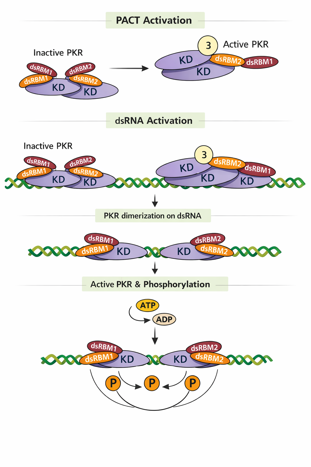 עיכוב תרגום: PKR ← פוספורילציה של eIF2 ← עצירת cap-dependent translation