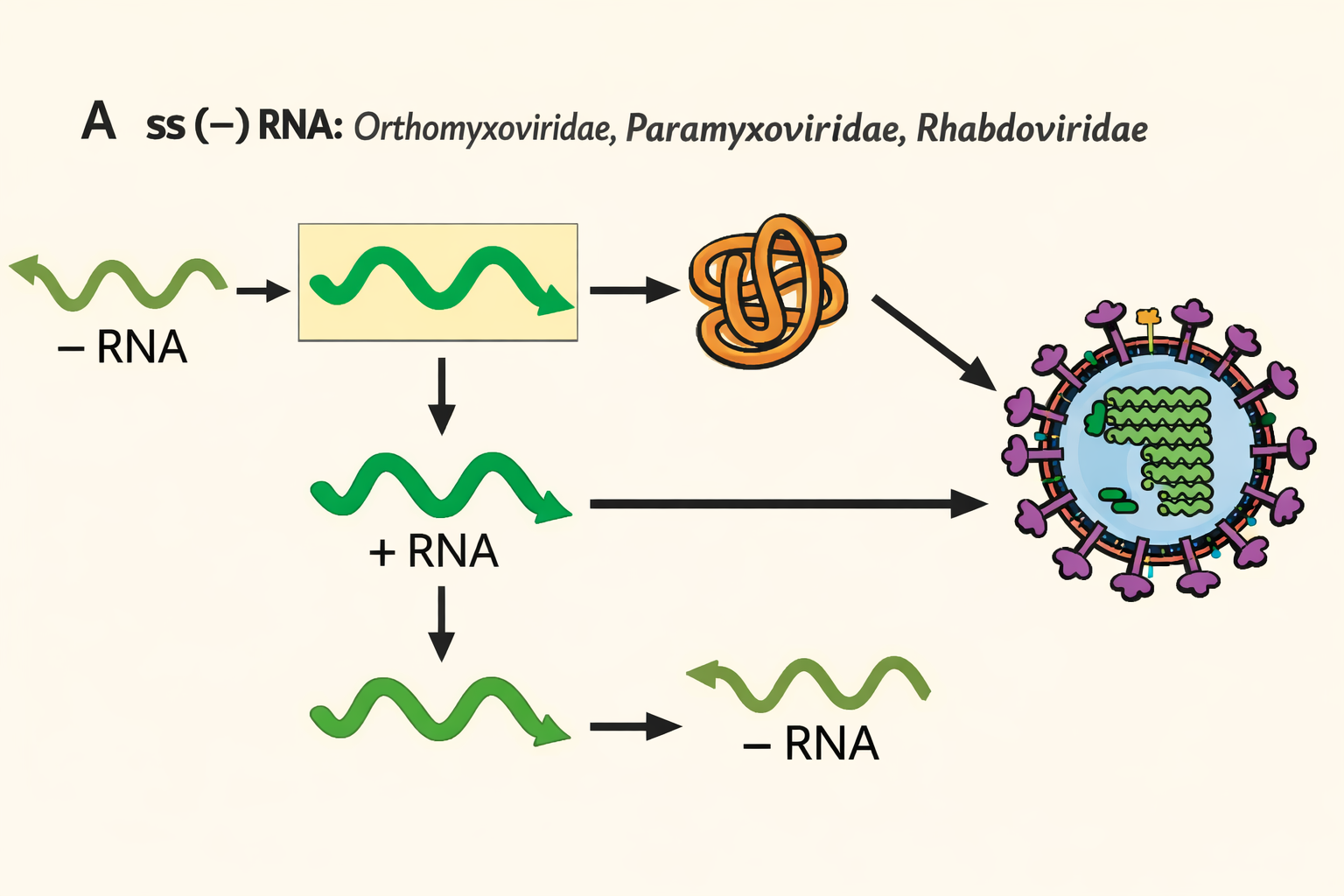 ssRNA(−): מ־RNA שלילי ל־+RNA (mRNA) ואז רפליקציה לגנום חדש