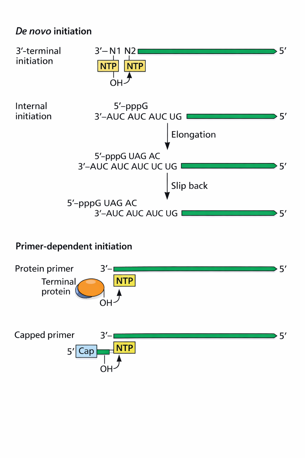 סוגי initiation של RdRp: de novo, slip-back, primer-dependent
