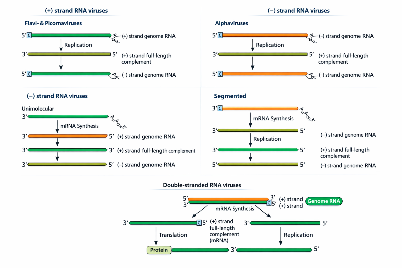 סכמות רפליקציה של נגיפי RNA לפי סוג הגנום