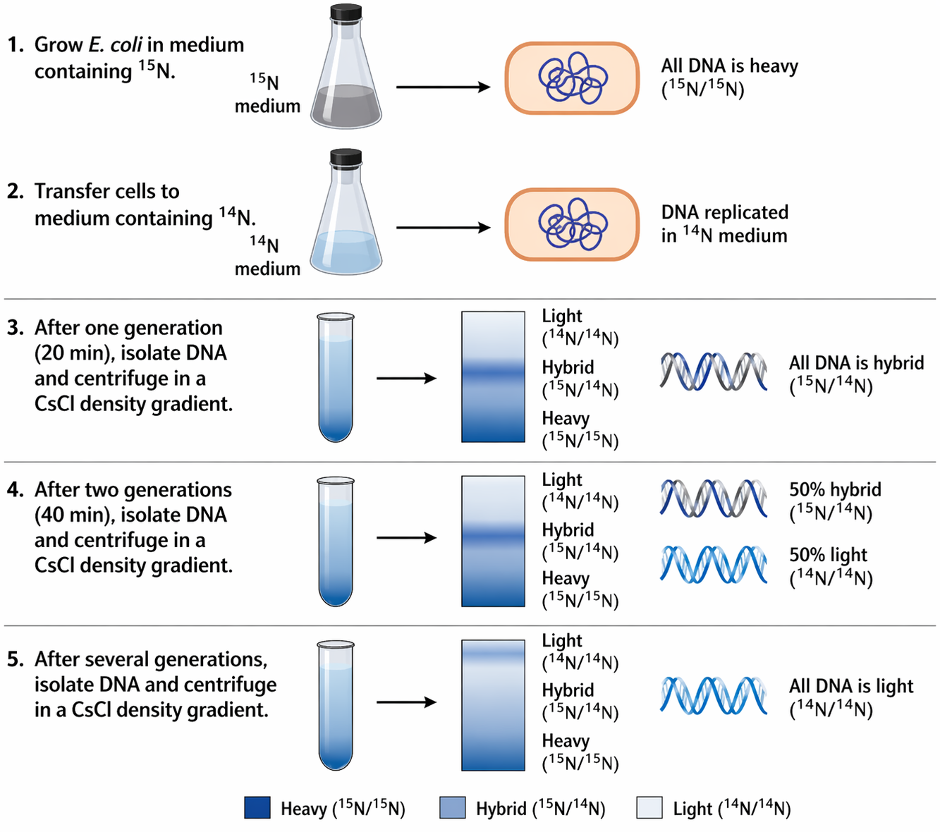 Meselson-Stahl DNA replication experiment diagram