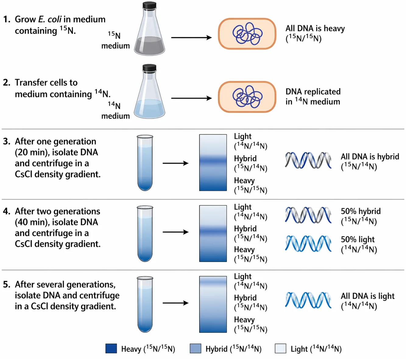 Meselson-Stahl DNA replication experiment diagram