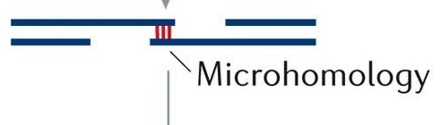 שימוש ב־microhomology במהלך Alternative NHEJ