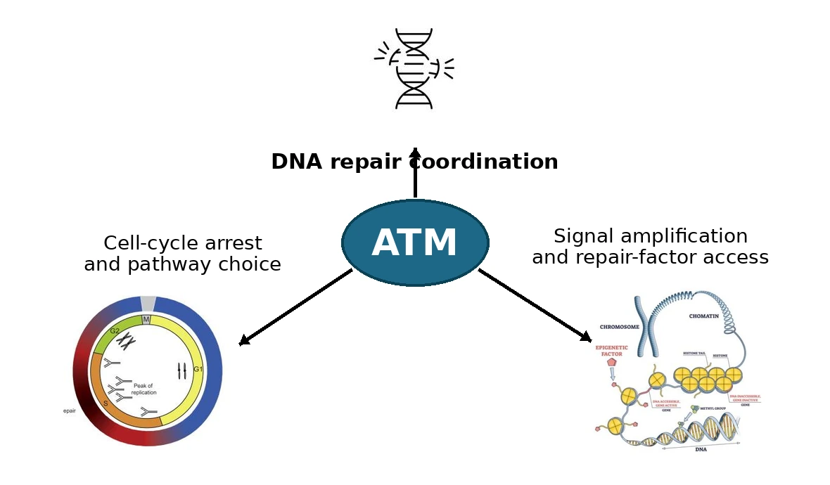 ATM מתאם תיקון DNA, עצירת מחזור התא, בחירת מסלול ושינויי כרומטין