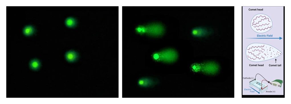 Comet assay: DNA שלם נשאר בראש ומקטעי DNA שבורים נודדים לזנב
