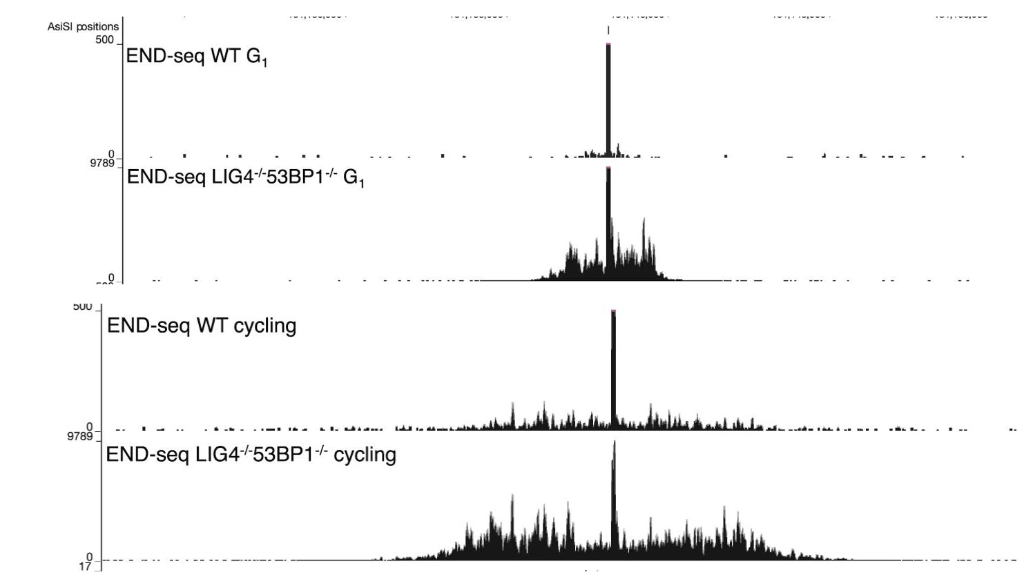 פרופילי END-seq חדים לעומת פרופילים רחבים לאחר end resection