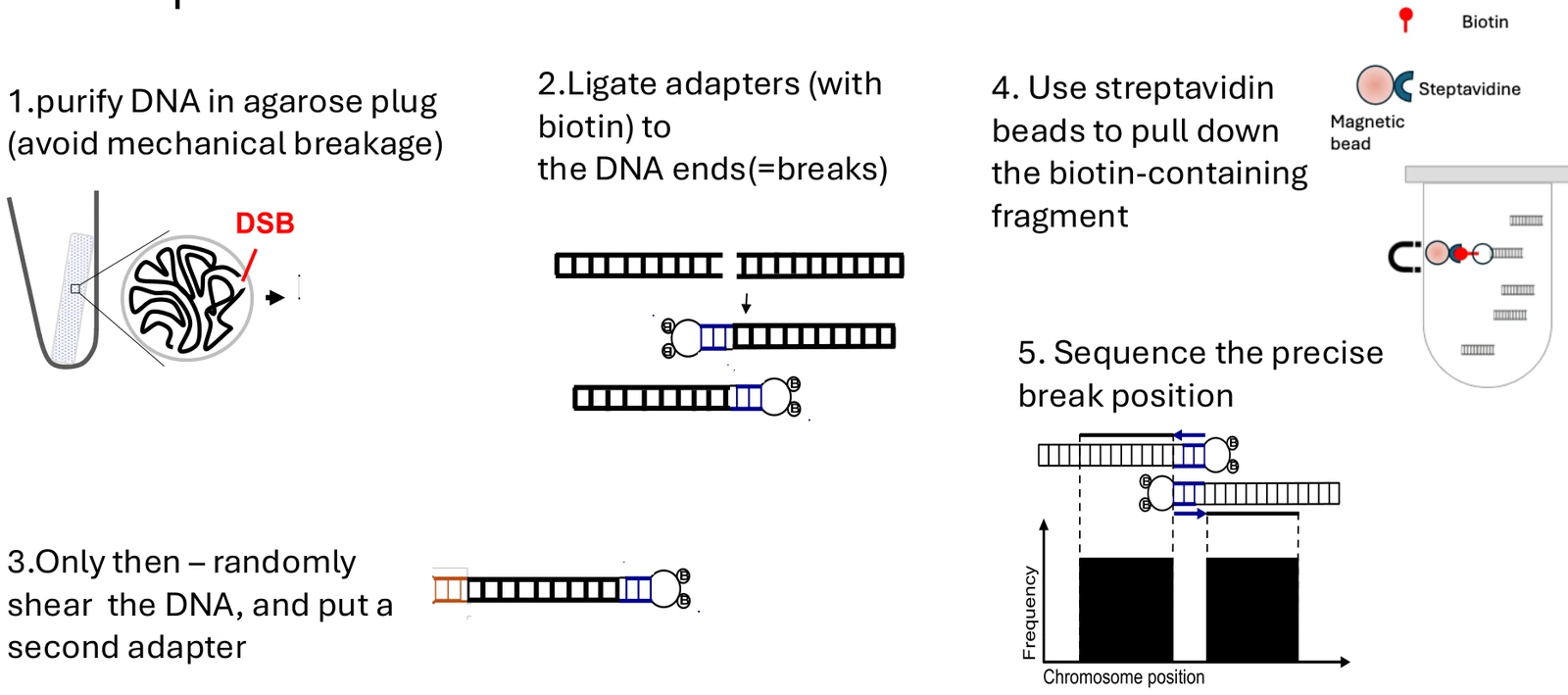 שלבי END-seq: שמירת ה־DNA באגרוז, סימון קצות השבר בביוטין, העשרה וריצוף