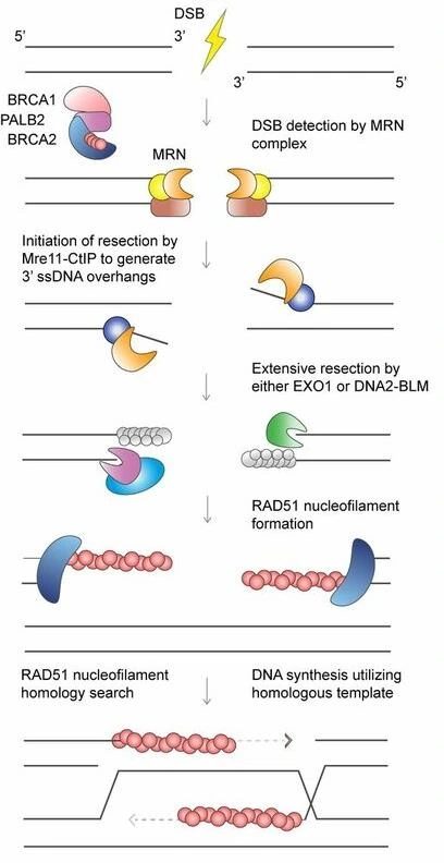שלבי Homologous Recombination משבר דו־גדילי ועד סינתזה לפי כרומטידה אחות