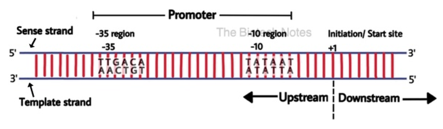 Bacterial promoter with -35 and -10 elements