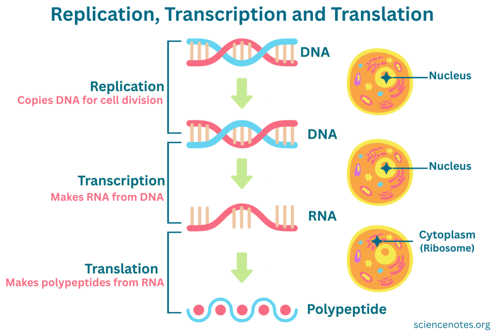 Replication, Transcription and Translation