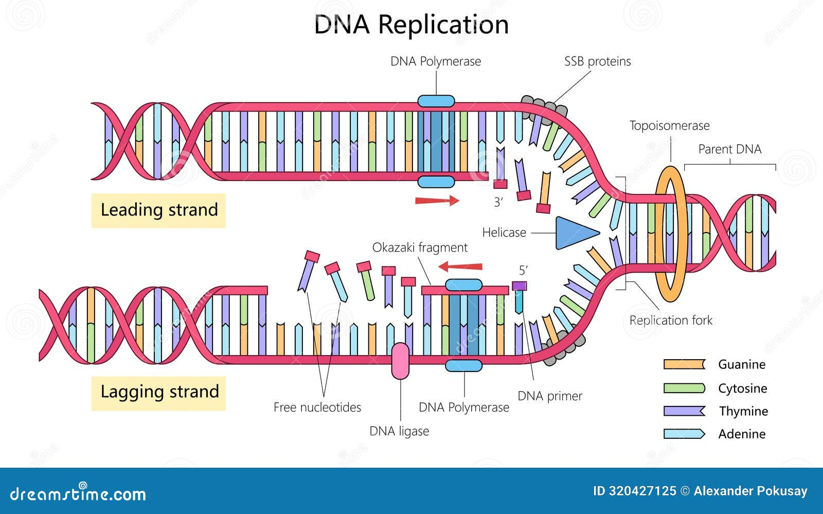 DNA replication process