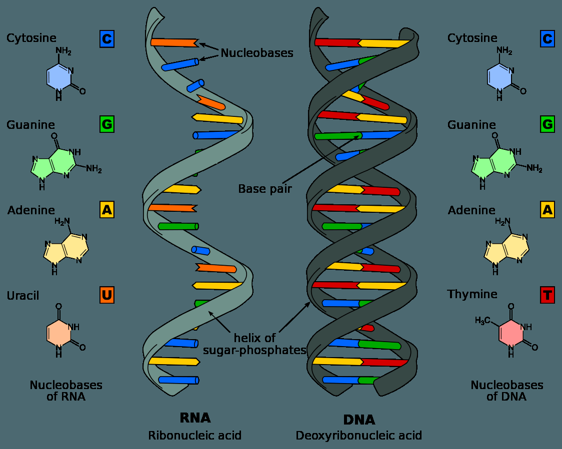 RNA structure vs DNA structure