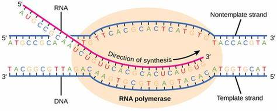 Transcription elongation