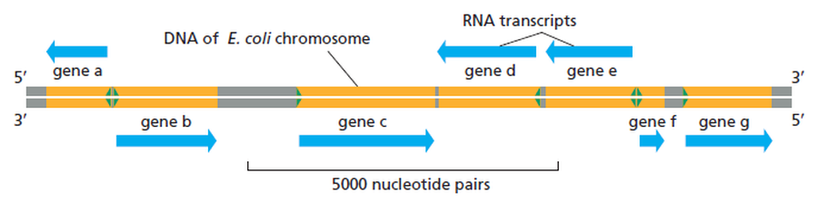 Genes transcribed in different directions