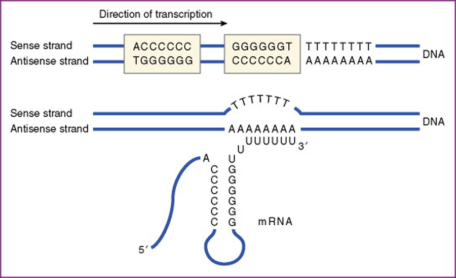 Intrinsic termination