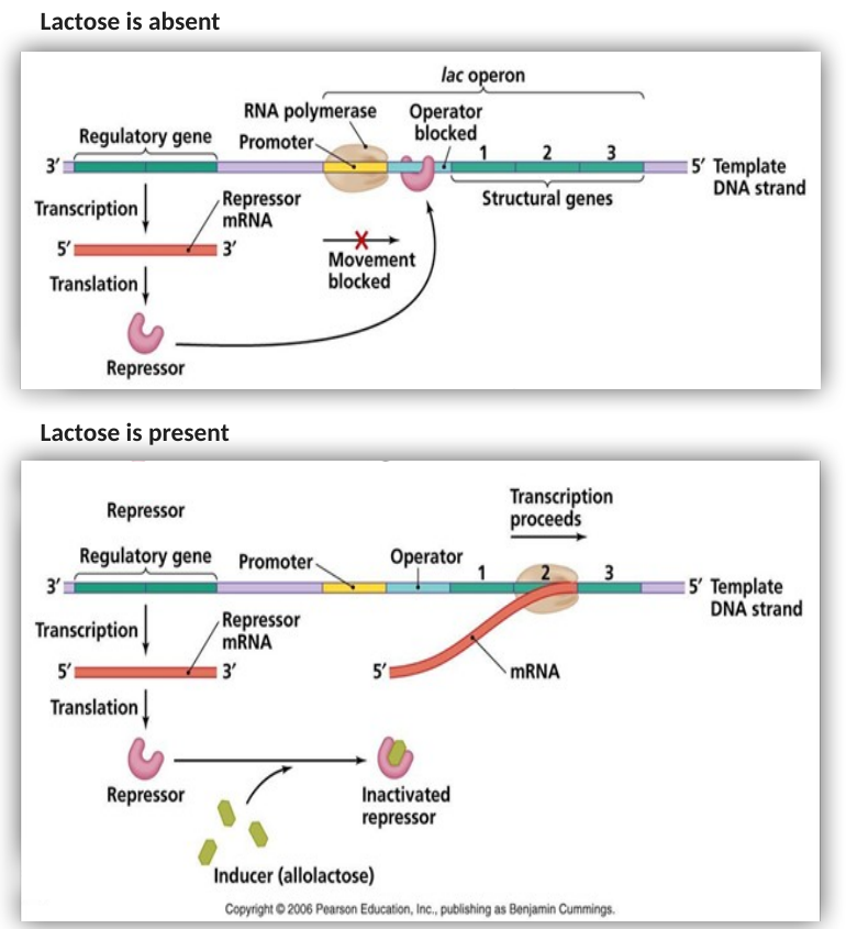 Lac operon with and without lactose