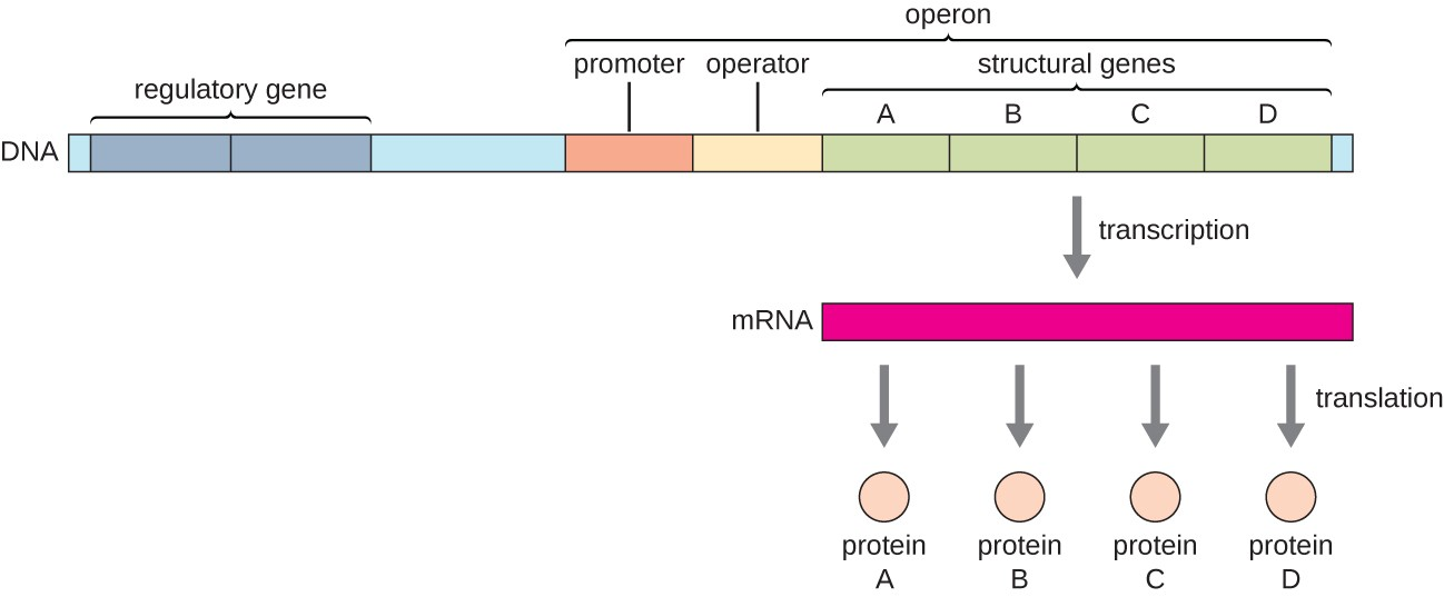 General structure of an operon