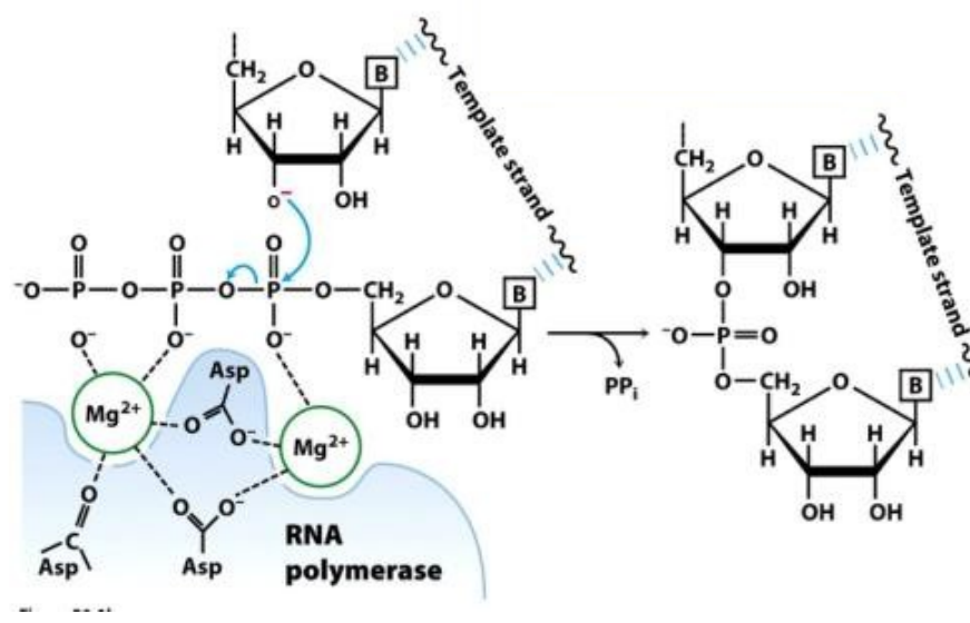 Formation of a phosphodiester bond