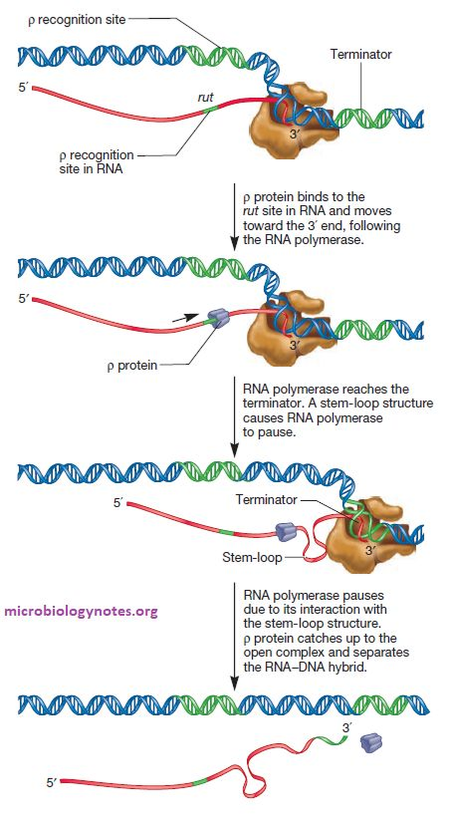 Rho-dependent termination