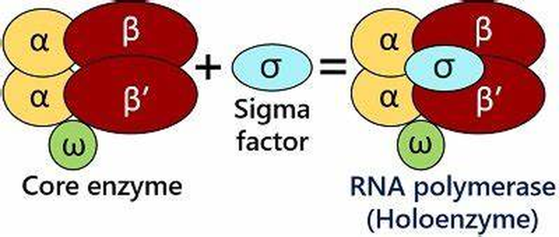 Bacterial RNA polymerase holoenzyme