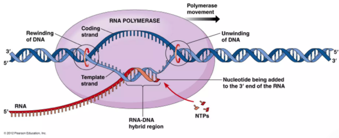RNA polymerase during transcription