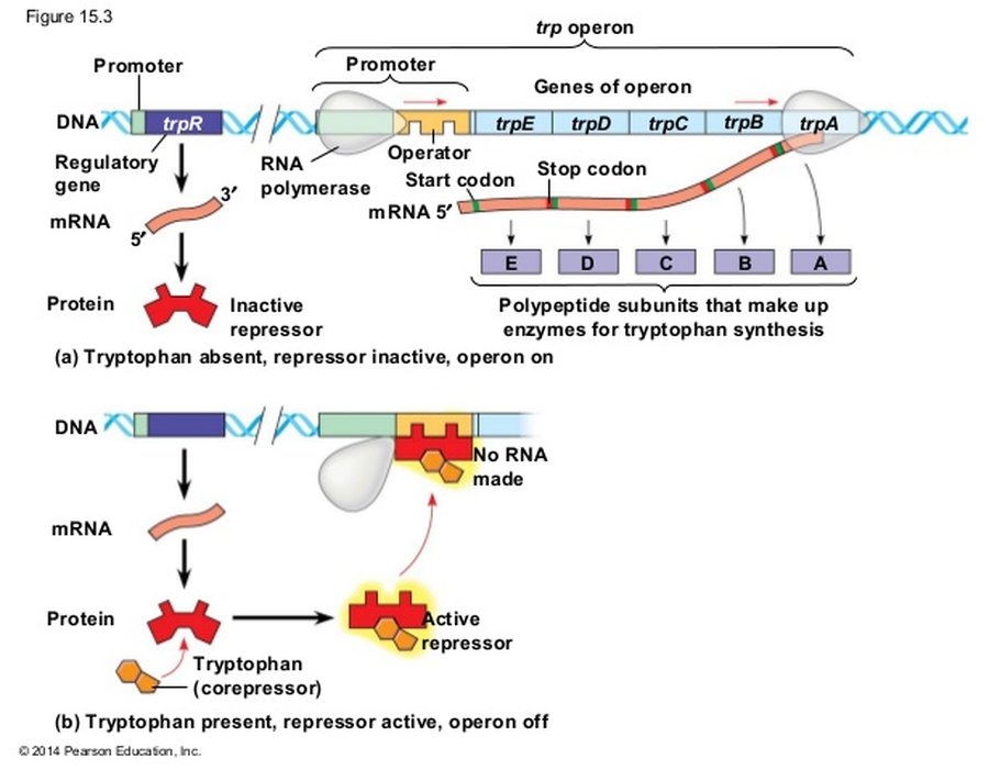 Trp operon