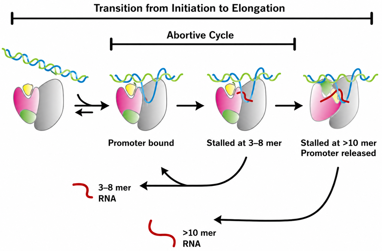 Abortive cycle והמעבר מ־promoter-bound complex ל־elongation