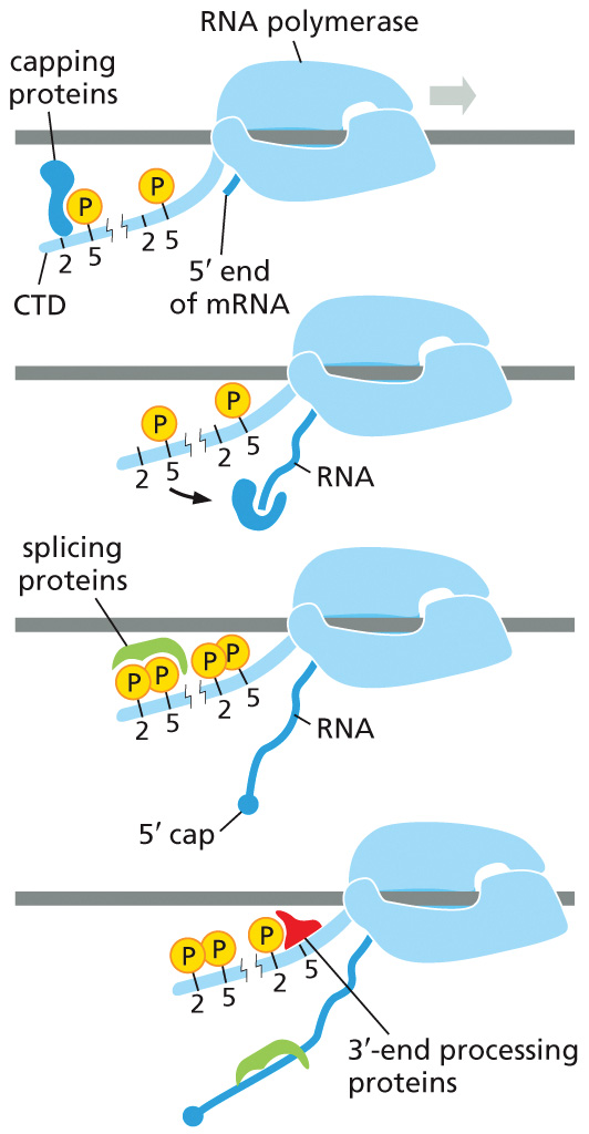 קישור בין פוספורילציות CTD לבין capping, ‏splicing ו־‎3′-end processing