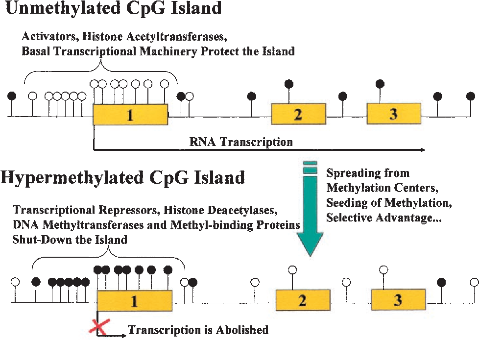 השפעת מתילציה של CpG island על שעתוק