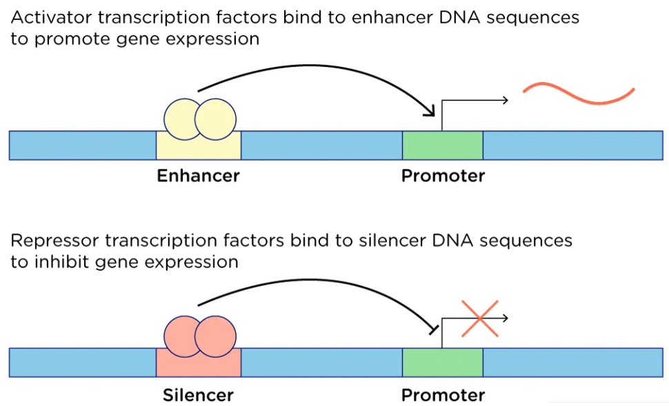 השפעת activator ב־enhancer לעומת repressor ב־silencer