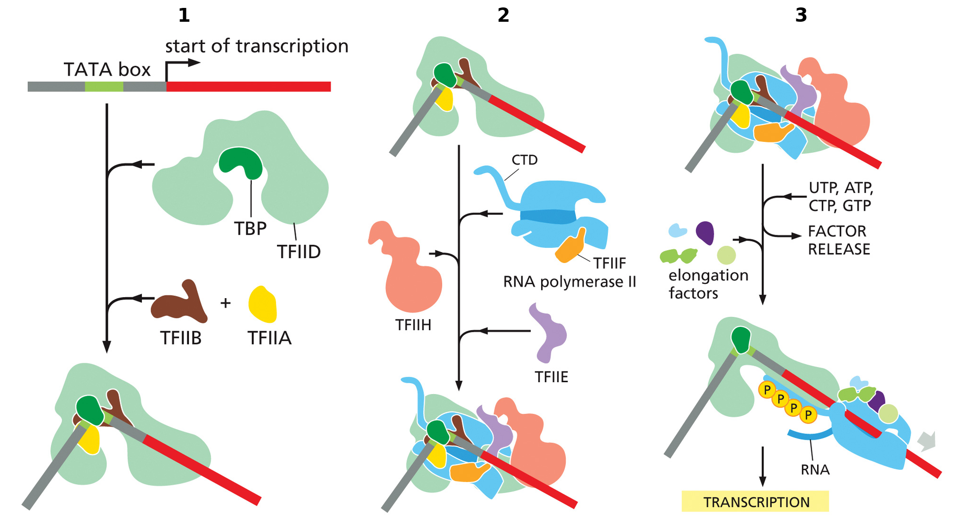 שלושה שלבים עוקבים בהרכבת PIC ובמעבר ל־elongation