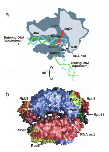 אזורים מבניים ותפקודיים ב־RNA polymerase II