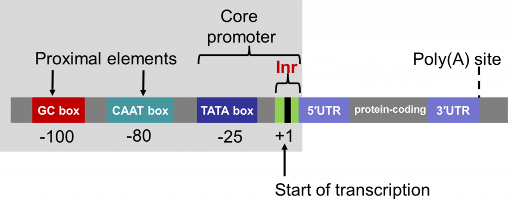 ארכיטקטורה כללית של proximal elements ו־core promoter