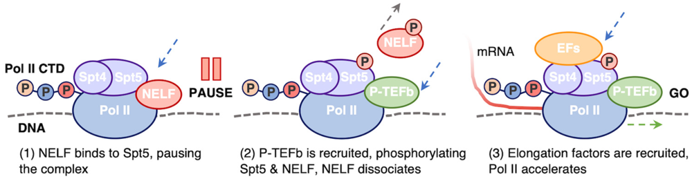 יצירת promoter-proximal pause ושחרורה על ידי P-TEFb