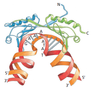 TBP מכופף DNA באזור עשיר ב־A/T