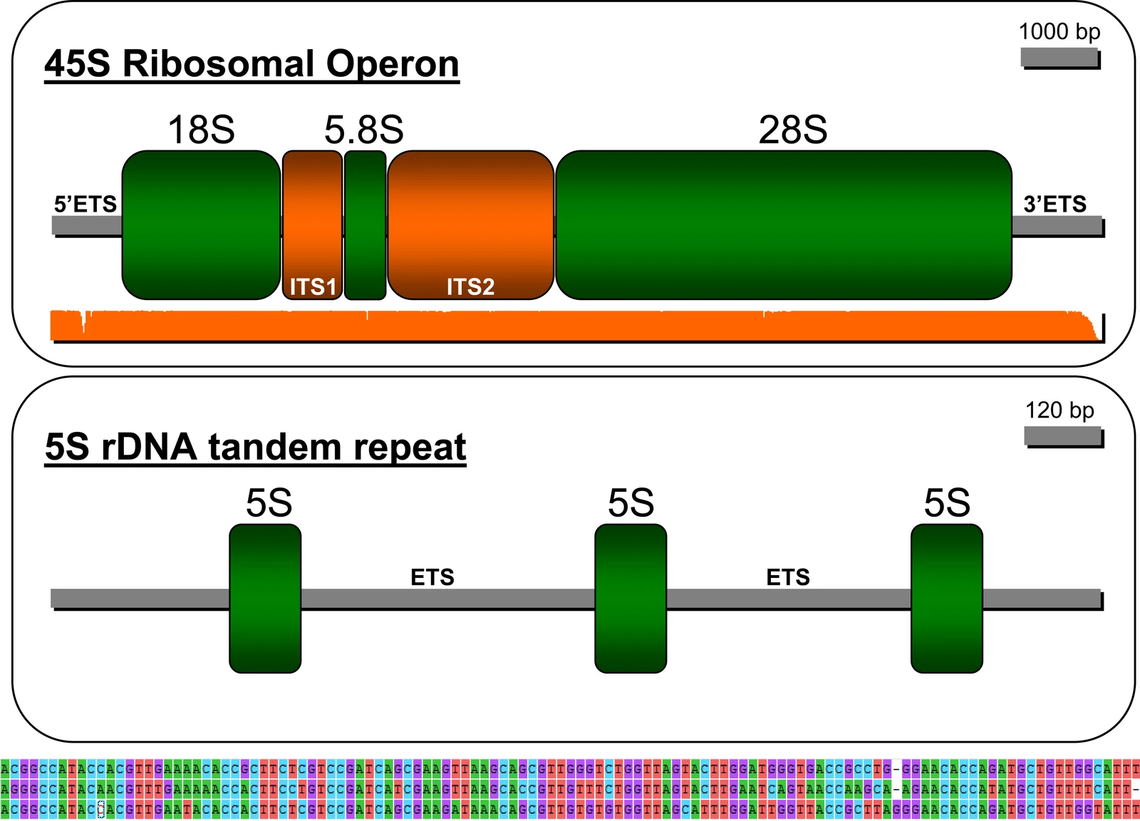 ארגון ה־rRNA precursor: אזורי ETS בקצוות, ITS פנימיים, וביניהם הרצפים שיתנו את 18S, 5.8S ו־28S. האיור משווה גם ל־5S rDNA tandem repeat שמיוצר על ידי Pol III.